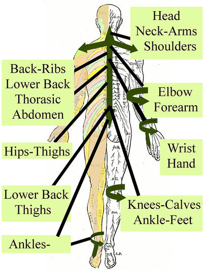 diagram of the different spinal levels starting with the head and ending with the feet